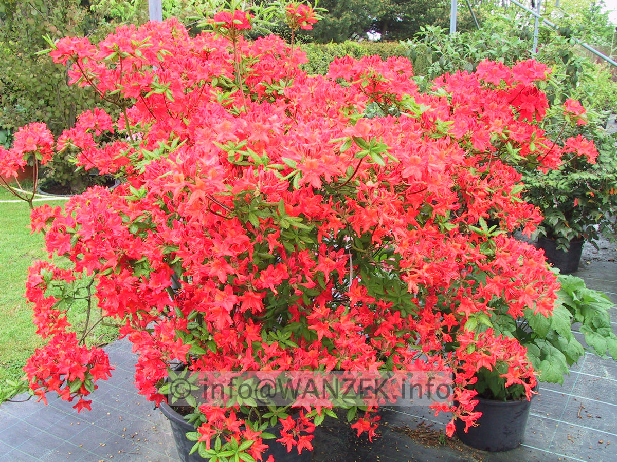 Azalea knaphill Royal Command 01.JPG